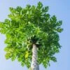 Papaya Tree -Plant Seed Store Papaya FGT 600x600 dd68a3d3 99f9 41ac 8d38 d3d53170b545