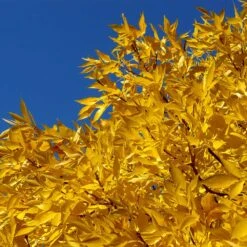 Patmore Green Ash Tree 10 Patmore Green Ash Tree -Plant Seed Store Patmore Green Ash 2