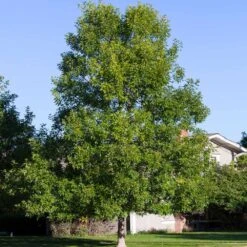 Patmore Green Ash Tree 8 Patmore Green Ash Tree -Plant Seed Store Patmore Green Ash 4