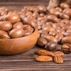 Pawnee Pecan Tree -Plant Seed Store Pawnee Pecan 4 FGT