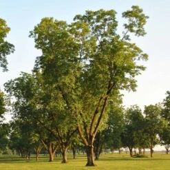 Pawnee Pecan Tree -Plant Seed Store Pawnee Pecan 5 FGT