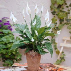 Peace Lily Plant -Plant Seed Store Peace Lily 3
