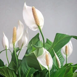Peace Lily Plant -Plant Seed Store Peace Lily 6
