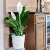 Peace Lily Plant -Plant Seed Store Peace Lily FGT 600x600 b4675117 8b70 4d50 aea6 0b3426a0e7e7