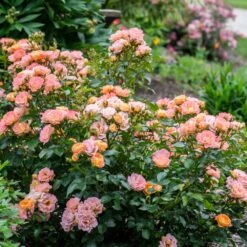 Peach Drift® Rose -Plant Seed Store Peach Drift Rose 2 FGT