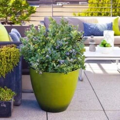 Bushel And Berry® Peach Sorbet™ Blueberry Bush -Plant Seed Store Peach Sorbet BLueberry 2 FGT