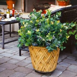 Bushel And Berry® Peach Sorbet™ Blueberry Bush -Plant Seed Store Peach Sorbet BLueberry 3 BB