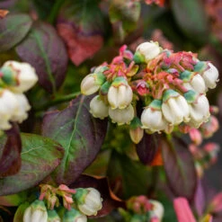 Bushel And Berry® Peach Sorbet™ Blueberry Bush -Plant Seed Store Peach Sorbet BLueberry 5