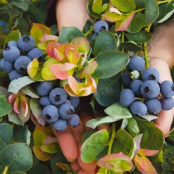 Bushel And Berry® Peach Sorbet™ Blueberry Bush -Plant Seed Store Peach Sorbet BLueberry 7