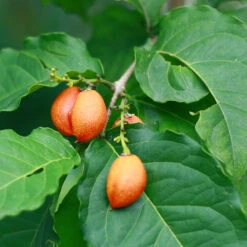 Peanut Butter Fruit Tree -Plant Seed Store Peanut Butter Tree 1 FGT
