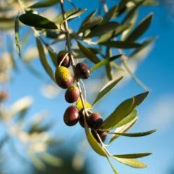 Pendolino Olive Tree 9 Pendolino Olive Tree -Plant Seed Store Pendolino Olive
