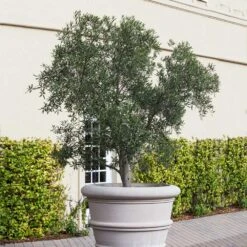 Pendolino Olive Tree 10 Pendolino Olive Tree -Plant Seed Store Pendolino Olive FGT 2