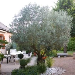 Pendolino Olive Tree 11 Pendolino Olive Tree -Plant Seed Store Pendolino Olive FGT 3