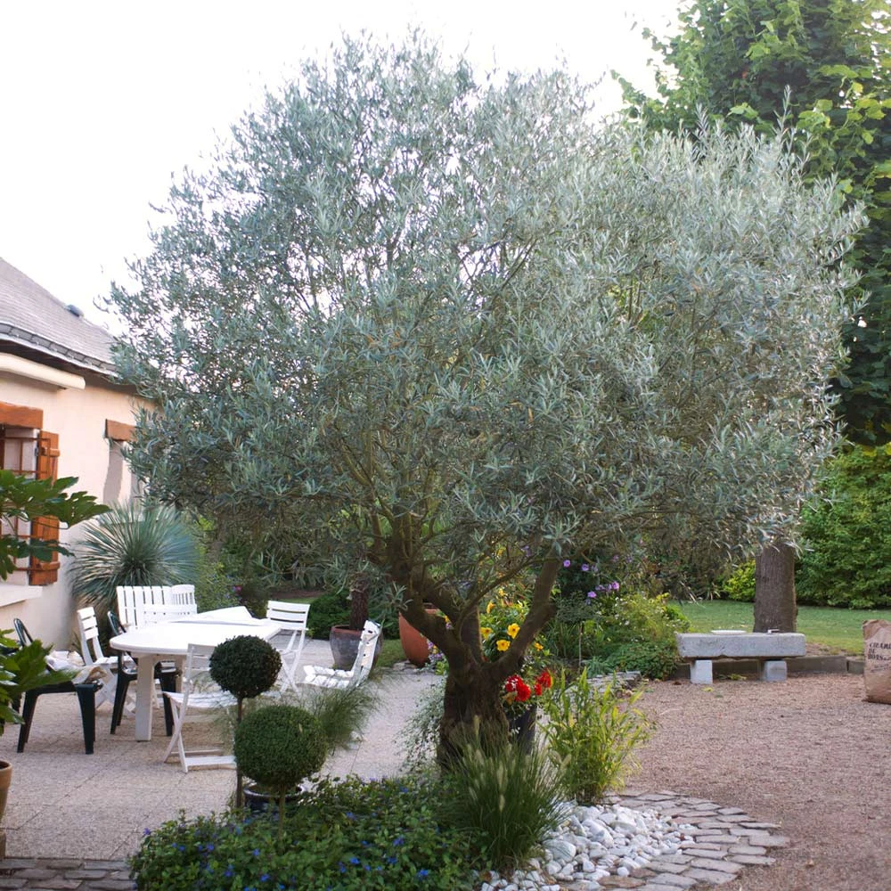 Pendolino Olive Tree 7 Pendolino Olive Tree - Image 5