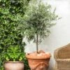 Pendolino Olive Tree -Plant Seed Store Pendolino Olive FGT 600x600 231f38ca 5d36 47ad 97c6 31ac8f015baf