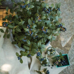 Bushel And Berry® Perpetua Blueberry -Plant Seed Store Perpetua Blueberry 1 FGT