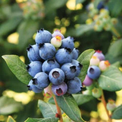 Bushel And Berry® Perpetua Blueberry -Plant Seed Store Perpetua Blueberry 6 FGT