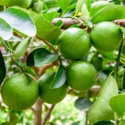 Persian 'Bearss' Lime Tree -Plant Seed Store Persian Lime Tree 5 FGT