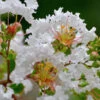 Petite Snow™ Crape Myrtle Tree -Plant Seed Store Petite Snow Crape Myrtle 600x600 439479aa ee2a 4480 a47a 1c705887b9c5
