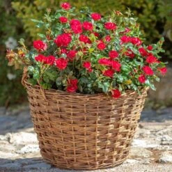 Petite Knock Out® Rose -Plant Seed Store Petite Red Knockout Rose2 FGT