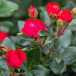 Petite Knock Out® Rose -Plant Seed Store Petite Red Knockout Rose3