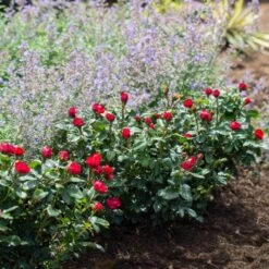 Petite Knock Out® Rose -Plant Seed Store Petite Red Knockout Rose4
