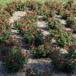 Petite Knock Out® Rose -Plant Seed Store Petite Red Knockout Rose6