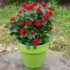 Petite Knock Out® Rose 2 Petite Knock Out® Rose -Plant Seed Store Petite Red Knockout Rose FGT 600x600 70e7a7b5 d660 489f 9ff3 cb48bafed0b7