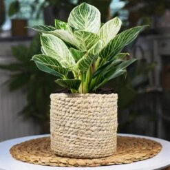 Rare House Plant Kit -Plant Seed Store Philodendron Birkin 1 2d3789b2 defd 41b8 b089 45b1edca4363