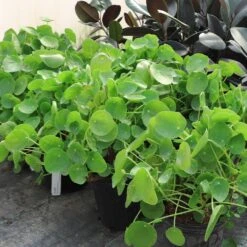 Pilea Peperomioides (Pancake Plant) -Plant Seed Store Pilea Pancake Plant 6