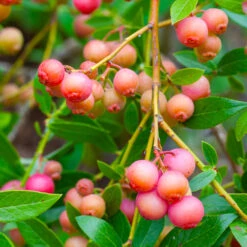 Pink Lemonade Blueberry Bush -Plant Seed Store Pin Lemonade Blueberry 1 26802e0d 4603 49c8 8784 fb7544bea792