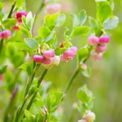 Pink Lemonade Blueberry Bush -Plant Seed Store Pin Lemonade Blueberry 3 0b37e5e5 52d6 4674 9170 7c0dc48e16de