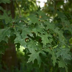 Pin Oak Tree -Plant Seed Store Pin Oak 3 FGT