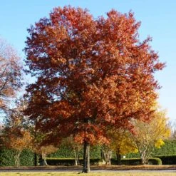 Pin Oak Tree -Plant Seed Store Pin Oak 5 FGT