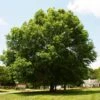 Pin Oak Tree -Plant Seed Store Pin Oak FGT 600x600 c4defe34 4bd0 4d62 8fe8 b2d365e03b60