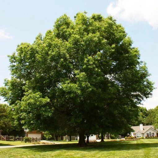 Pin Oak Tree 3 Pin Oak Tree -Plant Seed Store Pin Oak FGT 600x600 c4defe34 4bd0 4d62 8fe8 b2d365e03b60