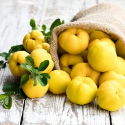 Pineapple Quince Tree -Plant Seed Store Pineapple Quince 4 FGT