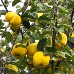 Pineapple Quince Tree -Plant Seed Store Pineapple Quince 7