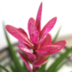 5-Inch Bromeliad In Decorative Pot -Plant Seed Store Pink Bromiliad 2 e1dd7faf b9f8 429e 84d5 7ce3076db5e3