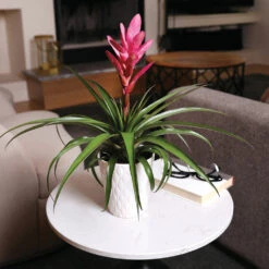 5-Inch Bromeliad In Decorative Pot -Plant Seed Store Pink Bromiliad 4