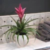 5-Inch Bromeliad In Decorative Pot -Plant Seed Store Pink Bromiliad 600x600 1