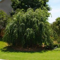 Pink Weeping Cherry Tree -Plant Seed Store Pink Double Weeping Cherry 2