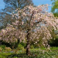 Pink Weeping Cherry Tree -Plant Seed Store Pink Double Weeping Cherry 6 FGT