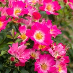 Pink Drift® Rose 7 Pink Drift® Rose -Plant Seed Store Pink Drift Rose 1 FGT