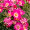 Pink Drift® Rose 2 Pink Drift® Rose -Plant Seed Store Pink Drift Rose FGT 600x600 20d4fd32 04cb 474a b152 7b9c720d0596