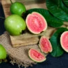 Tropical Pink Guava Tree -Plant Seed Store Pink Guava FGT 600x600 241d4b5b 612f 43eb 9e6d a98136a2444d