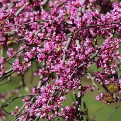 Pink Heartbreaker Redbud Tree -Plant Seed Store Pink Heartbreaker Redbud 1