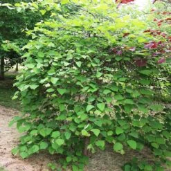 Pink Heartbreaker Redbud Tree -Plant Seed Store Pink Heartbreaker Redbud 4