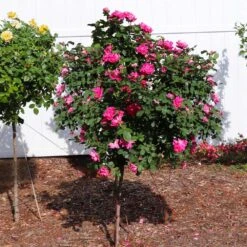 Pink Knock Out® Rose Tree 9 Pink Knock Out® Rose Tree -Plant Seed Store Pink Knockout Rose Tree 2