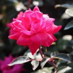 Pink Knock Out® Rose Tree 8 Pink Knock Out® Rose Tree -Plant Seed Store Pink Knockout Rose Tree 3 FGT